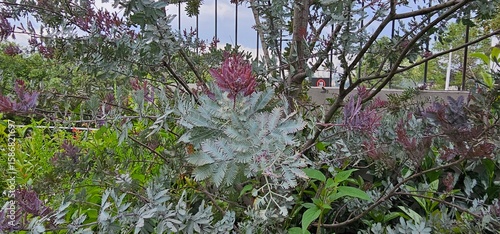flowers in the grass