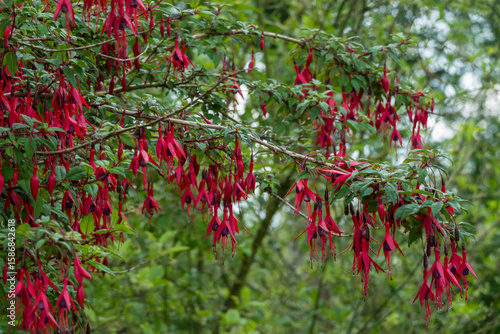 Scharlach-Fuchsie (Fuchsia magellanica)