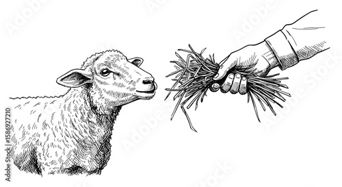 Farmer’s Hand Feeding Sheep Grass – Hand Drawn doodle Ink Sketch black and white illustration vector, Engraving Style or Woodcut SVG