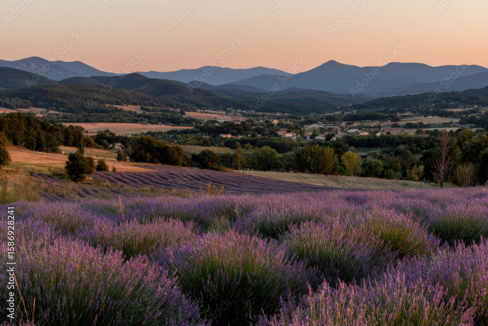 Obraz premium breathtaking sunset over endless lavender fields in france showcasing vibrant purple hues