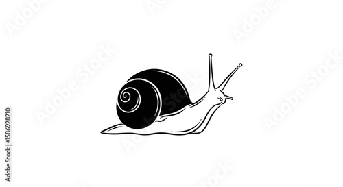 Vector snail drawing vector illustration, slow moving animal with shell, garden pest, mollusk clip art line art