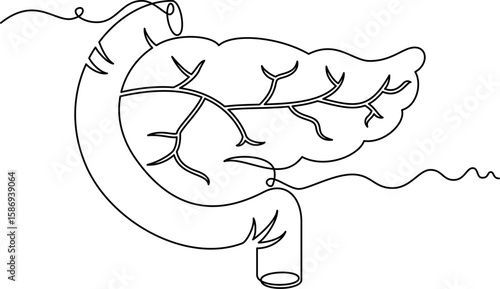 one line art Pancreas vector illustration. line art, one continuous line, simple, hand drawn and sketch style. for icons, symbols, signs or logos. PNG