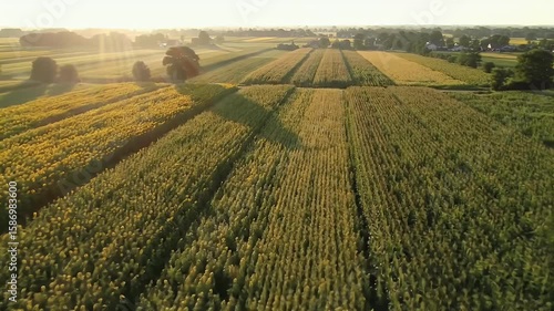 Aerial view farmland sunrise