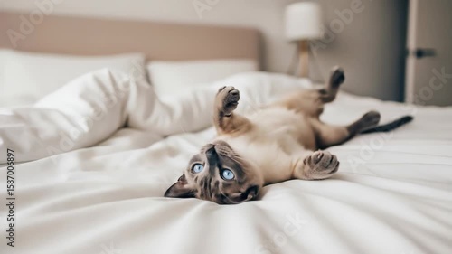 A playful cat with bright blue eyes lying upside down on a white bed