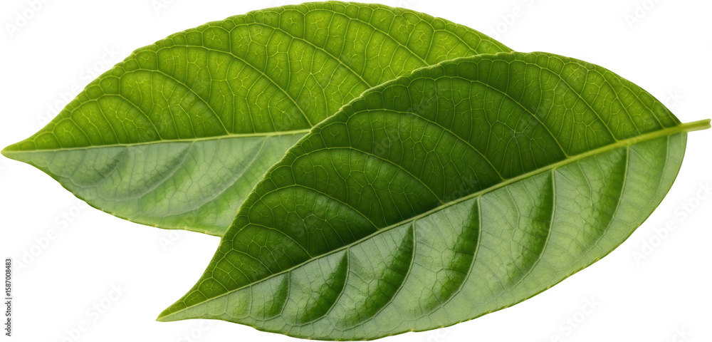 Obraz premium Two Green Leaves With Intricate Veining Against A Transparent Background Plant Transparent Background