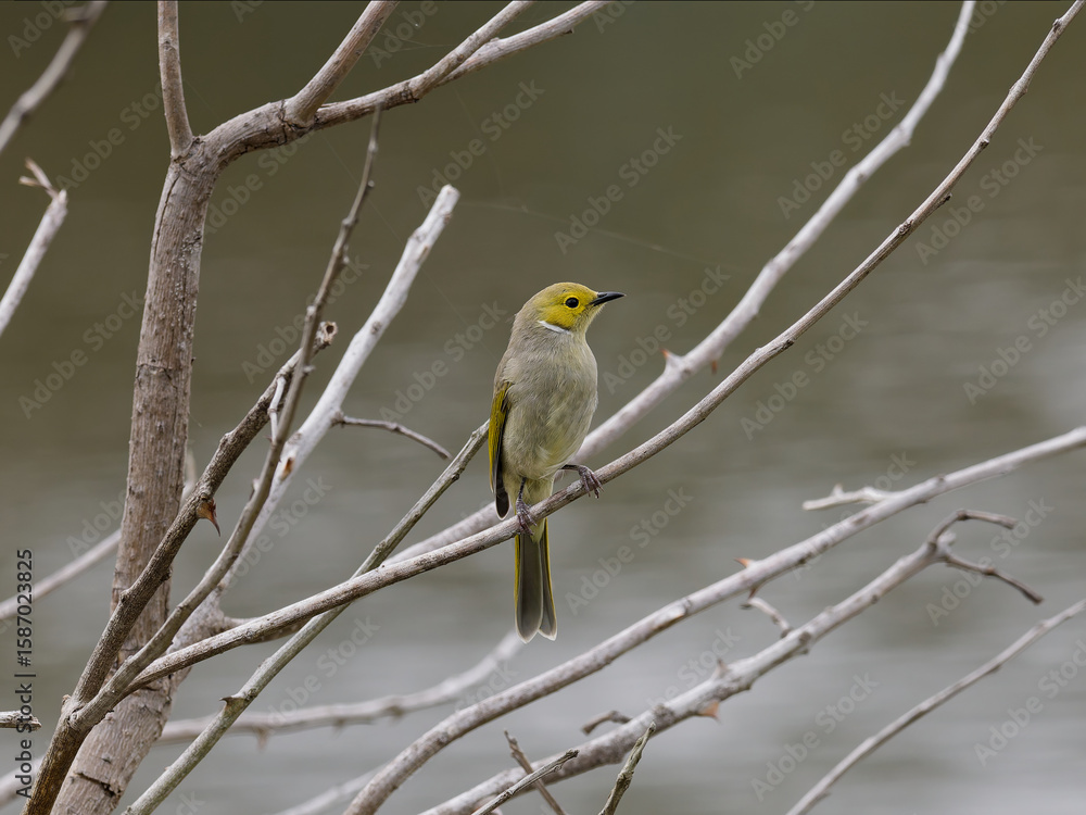 Fototapeta premium White-Plumed Honeyeater (Ptilotula penicillata, formerly Lichenostomus penicillatus) perched on a branch with out of focus lagoon water in background.