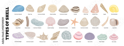 Different types of sea shell set collection with names, marine education, beach decor, biology infographics, kids learning material, or seaside summer designs. Exotic tropical animal pastel color.