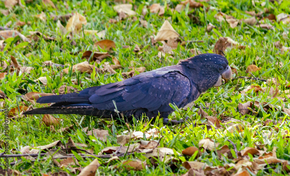 Fototapeta premium Back cockatoo feeding on grass