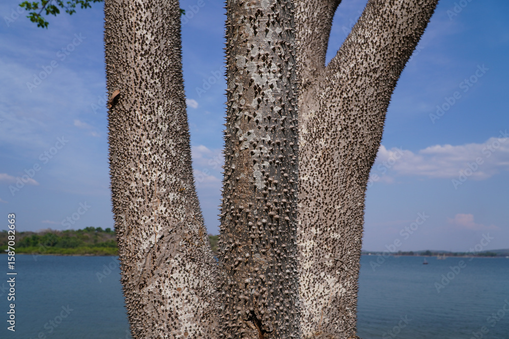Fototapeta premium The spiky bark tree silk-cotton tree or the silk floss tree