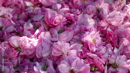 Freshly picked buds of an essential oil rose