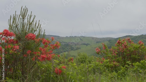満開のレンゲツツジ