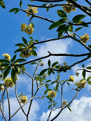 blossoming balinese flower tree blue sky summer clouds beautiful nature bali indonesia