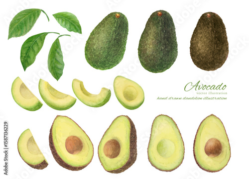 水彩で描いたカットしたアボカドのベクターイラストセット