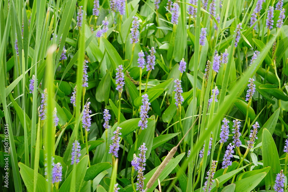 Obraz premium Nature