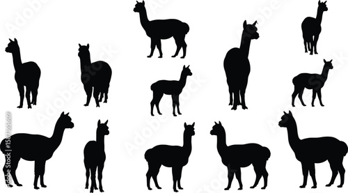 Alpaca silhouette vector set, standing and walking llama shapes, black flat animal icons, CAD illustration, South American camelid clipart