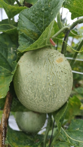 fresh melon fruit covered in fresh water droplets in nature
