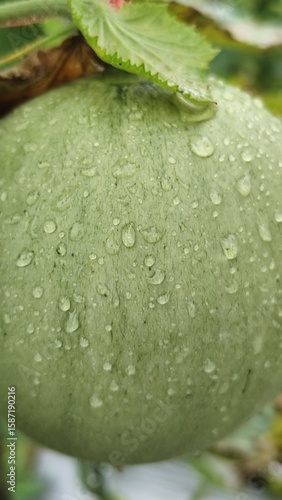 fresh melon fruit covered in fresh water droplets in nature