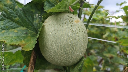 fresh melon fruit covered in fresh water droplets in nature