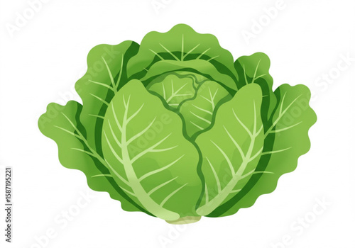Fresh green cabbage with crisp leaves isolated on a white background