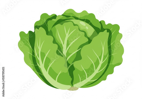 Fresh green cabbage with visible leaf veins isolated on white background