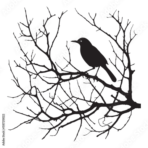 A black bird ‍silhouette with a dry branch on white background.