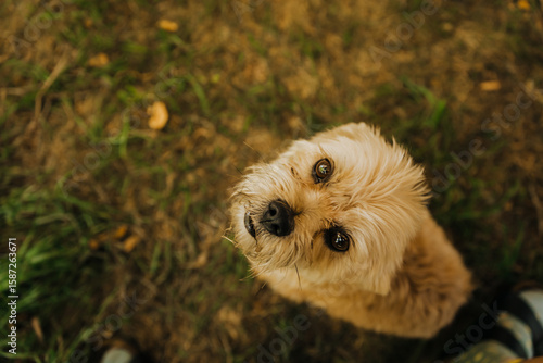 Puppy Dog looking up