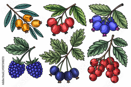 Illustration of six different types of berries on branches with leaves, including sea buckthorn, rose hips, blueberries, blackberries, sloe berries, and red currants.