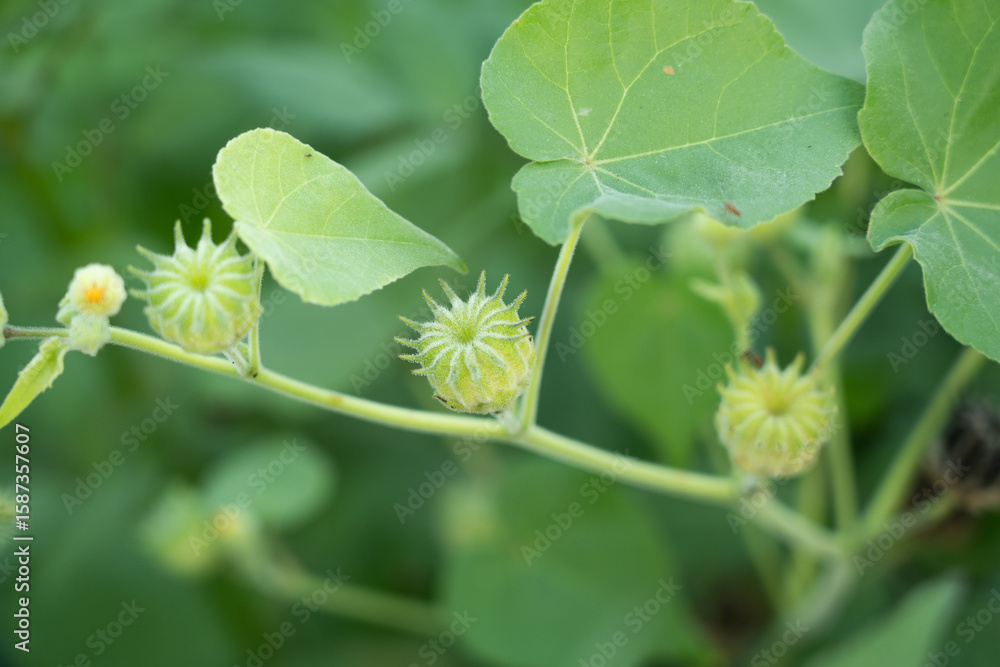 Fototapeta premium Closeup Abutilon indicum ,Theophrasti Velvetleaf plant