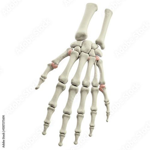 Skeletal Hand Bones in 3D Model