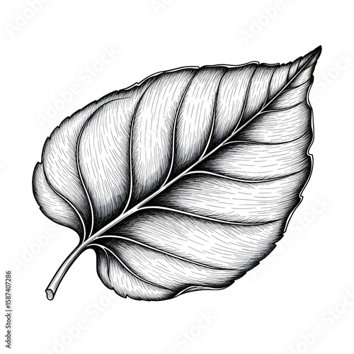 Botanical leaf monochrome design black background