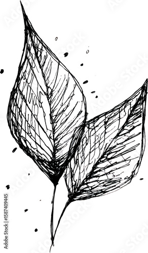 black and white leaves