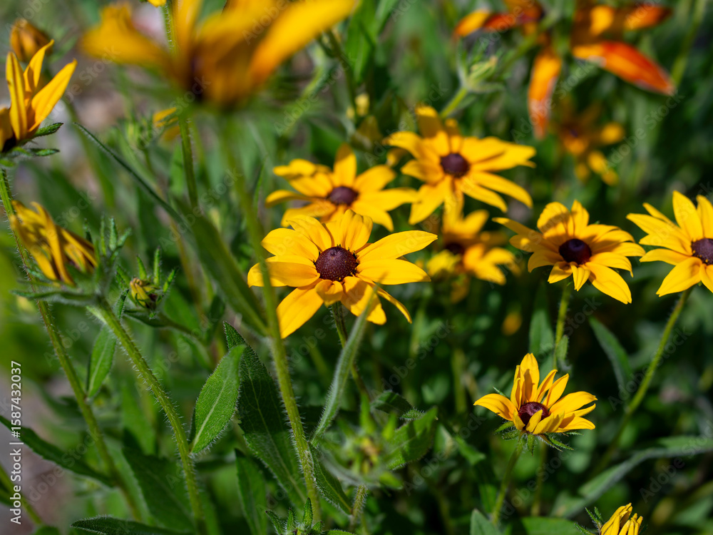Naklejka premium 公園の花壇に咲くルドベキア