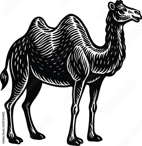 Black and white illustration of a camel with a hump animal mammal
