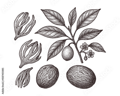 Botanical Illustration of Nutmeg Plant with Leaves, Flowers, Mace, and Seeds Detail