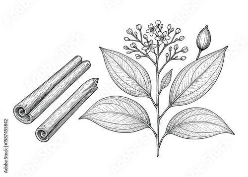 Hand-Drawn Cinnamon Illustration: A Detailed Botanical Depiction of the Spice Plant