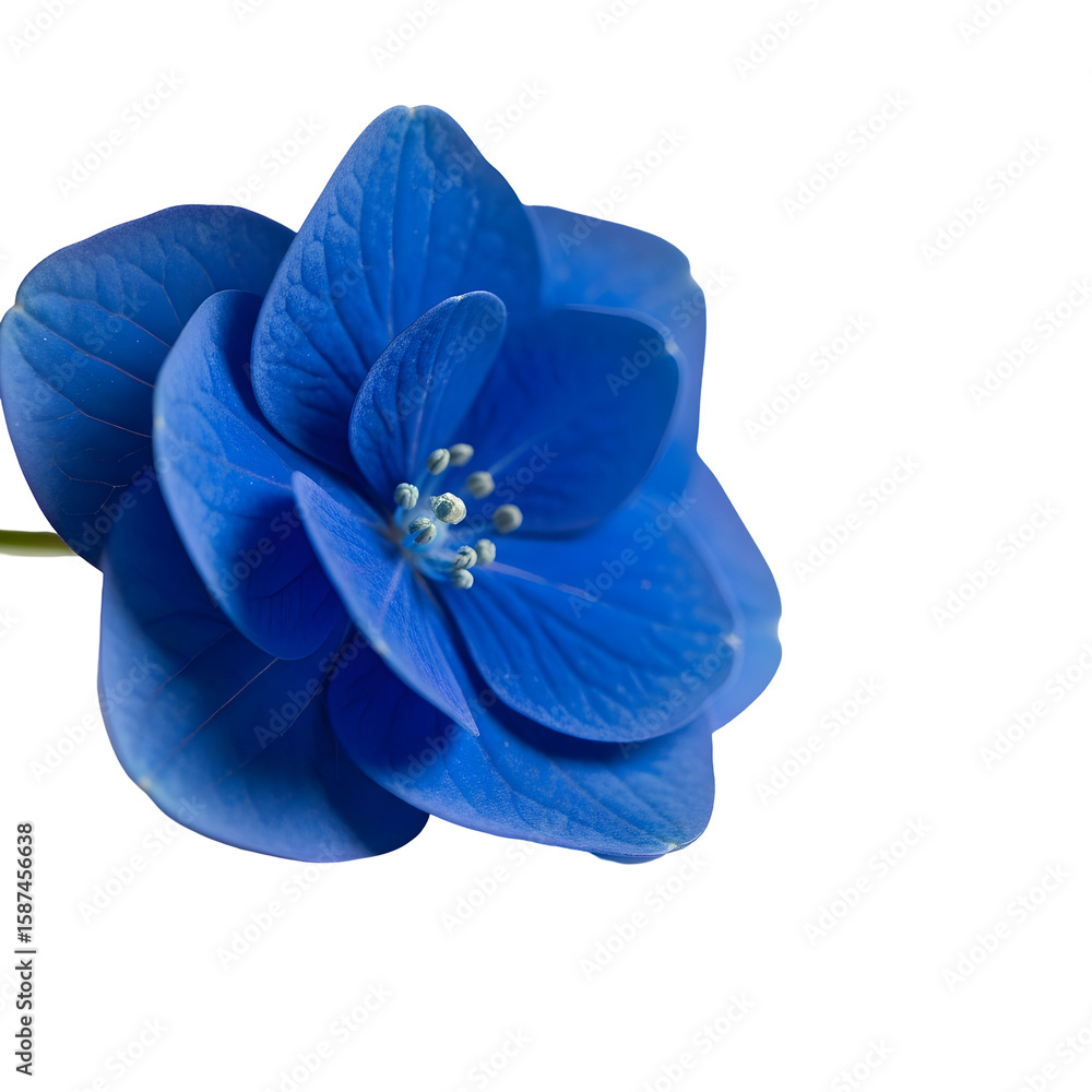 Obraz premium Electric blue hydrangea against black background