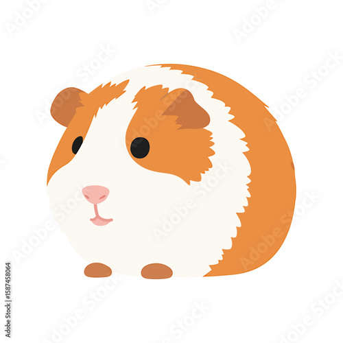A cute guinea pig with orange and white fur is isolated on white background