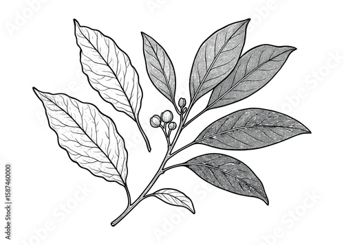 Botanical illustration of a Laurus nobilis, a bay laurel branch with leaves and berries.
