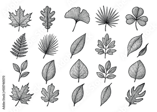 Botanical Study: Detailed Hand-Drawn Illustrations of Assorted Tree and Plant Foliage