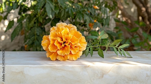 Wallpaper Mural Vibrant orange marigold flower close up Torontodigital.ca