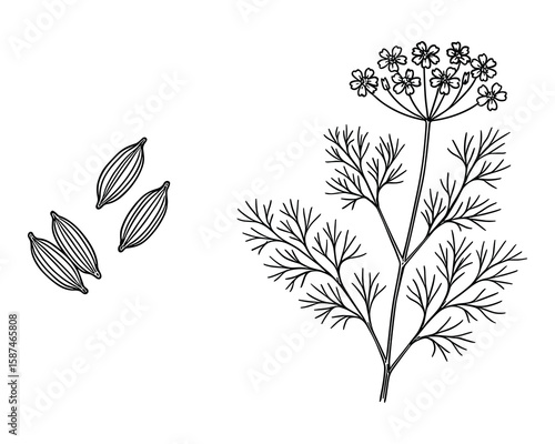Detailed Hand Drawn Anise Plant and Seeds, Herbal Botanical Illustration Artwork