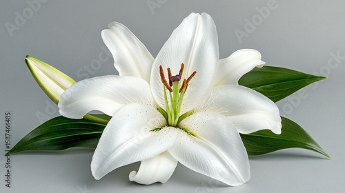 Wallpaper Mural White lily blossom close up floral image pure and elegant Torontodigital.ca