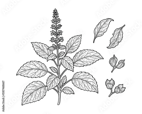 Detailed botanical illustration of Sweet Basil (Ocimum basilicum) plant and leaves.