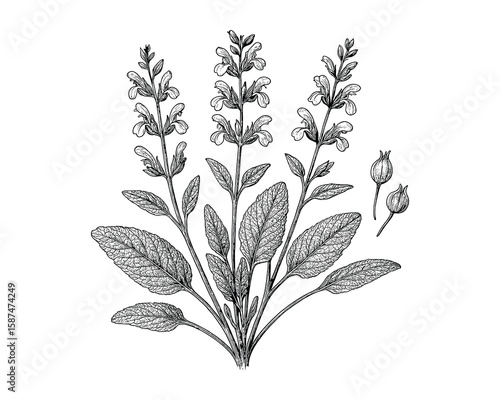 Detailed Botanical Illustration of Salvia officinalis Plant with Flowers and Leaves