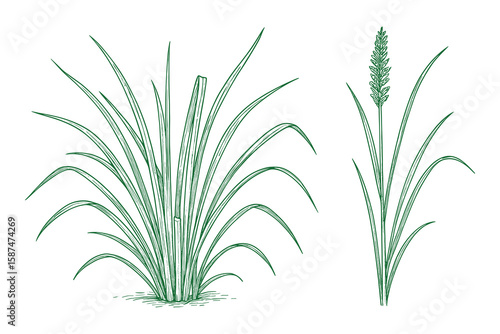 Botanical Illustration of Grass Clump and Flowering Grass Stalk on a White Background