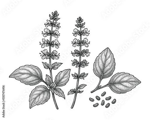 Detailed botanical illustration: Holy basil plant with leaves, flowers, and seeds depicted