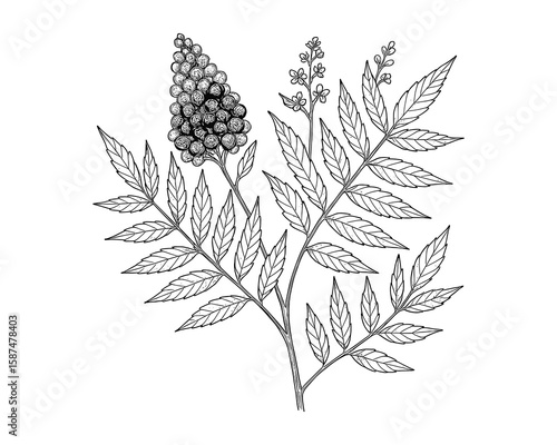 Hand-Drawn Sumac Illustration: Detailed Botanical Artwork of Staghorn Sumac Plant