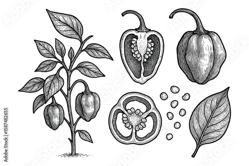 Detailed botanical illustration showcasing habanero pepper plant, cut pepper, and seeds.