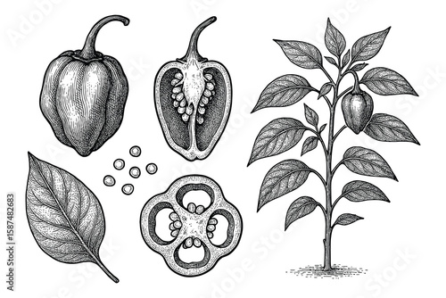 Illustration of Habenero Peppers: Whole, Cross-Section and Plant in Detailed Engraving
