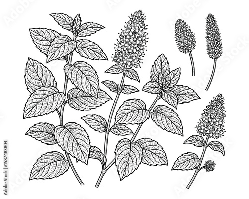 Detailed botanical illustration of a flowering Mentha plant with leaves and blossoms.